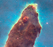 Dead mouse? Poop with eyes? What is it?!